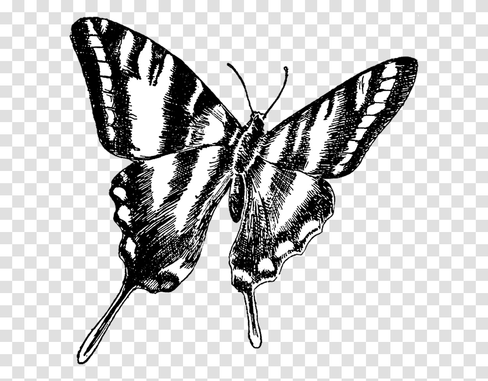 Butterfly Vintage Drawing Background Zebra Swallowtail Butterfly Clip Art, Insect, Invertebrate, Animal, Moth Transparent Png