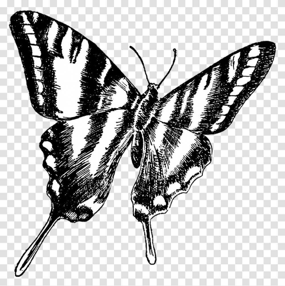 Butterfly Vintage Drawing Butterfly Drawing Background, Insect, Invertebrate, Animal, Moth Transparent Png