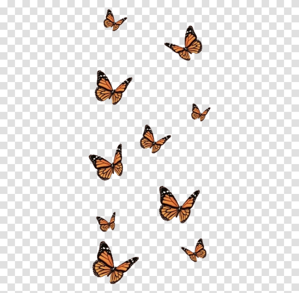 Butterfly Wallpaper Aesthetic, Monarch, Insect, Invertebrate, Animal Transparent Png