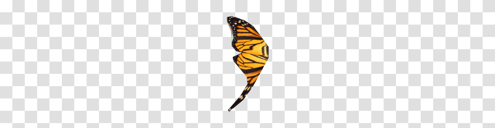 Butterfly Wing, Insect, Invertebrate, Animal, Monarch Transparent Png