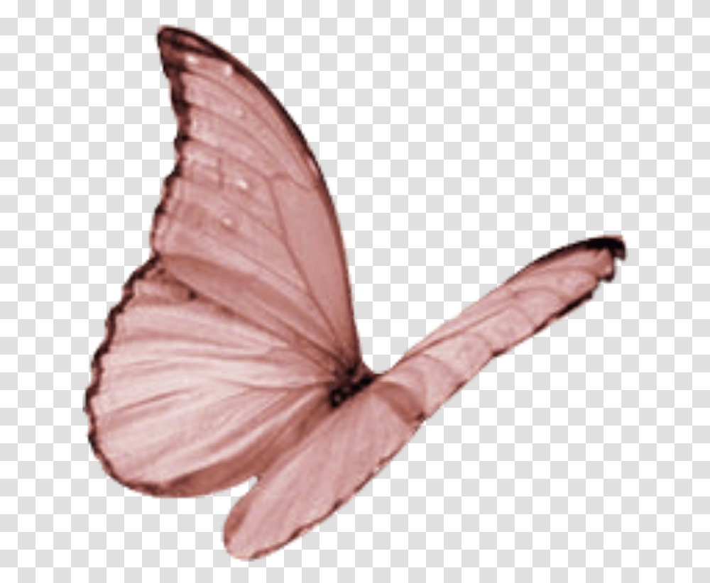 Butterfly Wing Moth Fly Butterfly Clipart Pink Flying, Insect, Invertebrate, Animal, Person Transparent Png