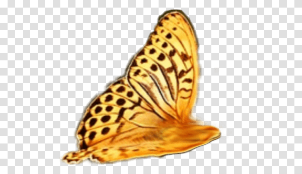 Butterfly Wing Nature For Dp On Whatsapp, Insect, Invertebrate, Animal, Panther Transparent Png