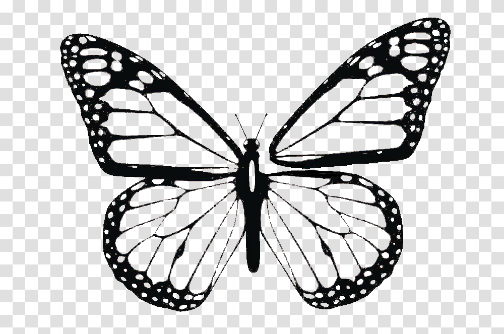 Butterfly Wing Patterns, Insect, Invertebrate, Animal, Ornament Transparent Png