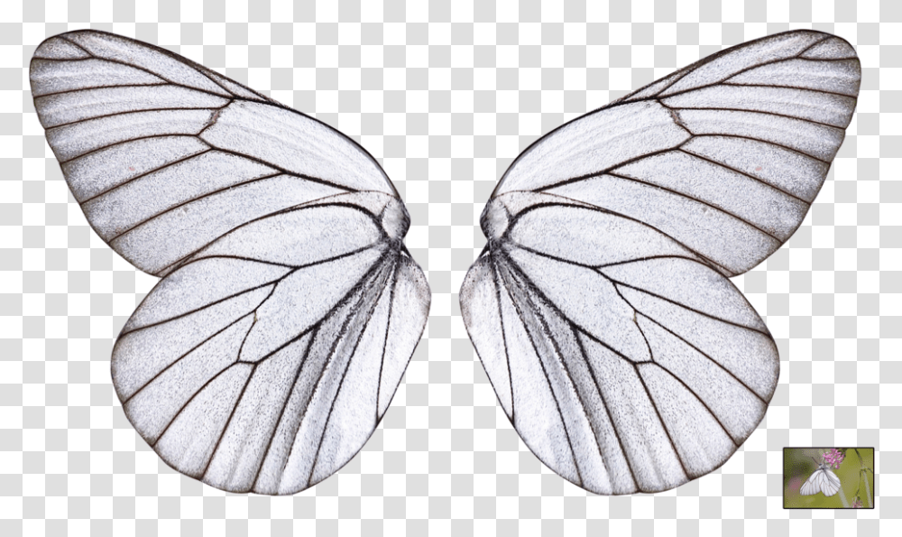 Butterfly Wings Background Butterfly Wing, Insect, Invertebrate, Animal, Moth Transparent Png