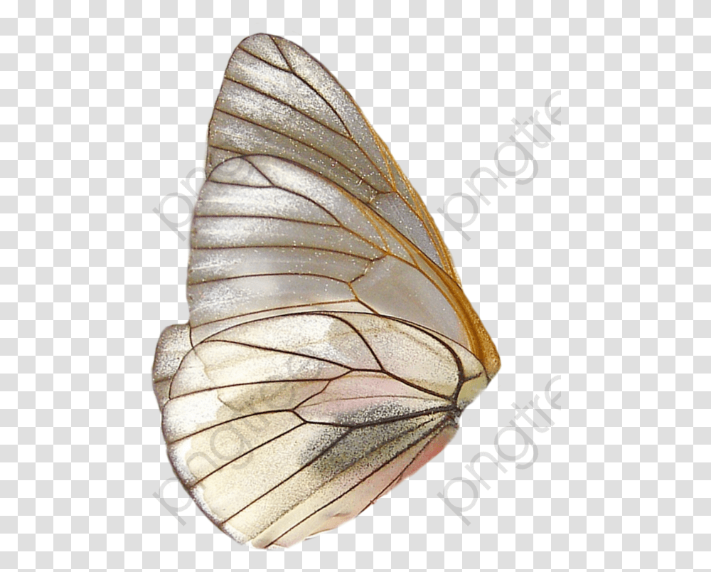 Butterfly Wings Clipart Wing Butterfly Wings, Insect, Invertebrate, Animal, Moth Transparent Png