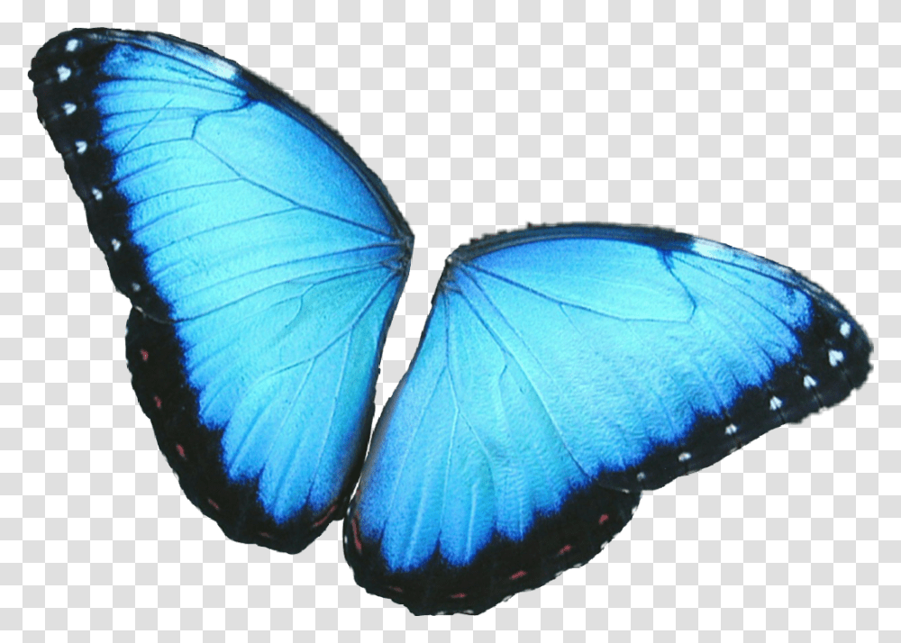 Butterfly Wings Colorful Girly Amazing Artistic Butterfly Wings Blue, Insect, Invertebrate, Animal, Moth Transparent Png