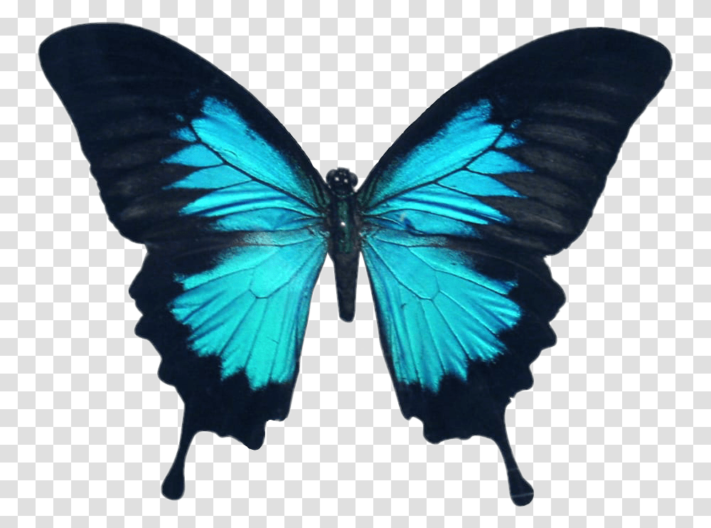 Butterfly Wings Colorful Girly Amazing Artistic Stars And Butterflies Tattoo Designs, Bird, Animal, Insect, Invertebrate Transparent Png