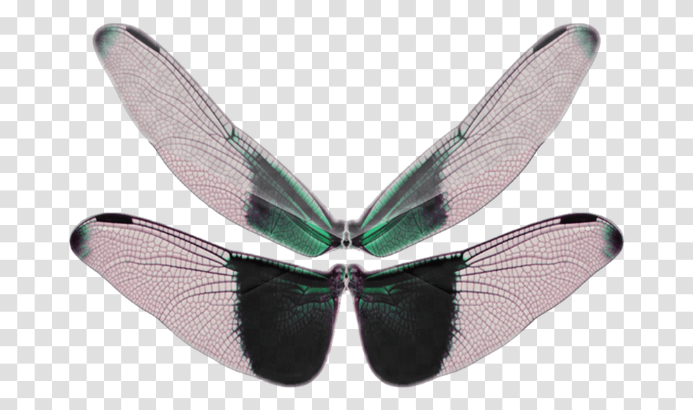 Butterfly Wings, Dragonfly, Insect, Invertebrate, Animal Transparent Png