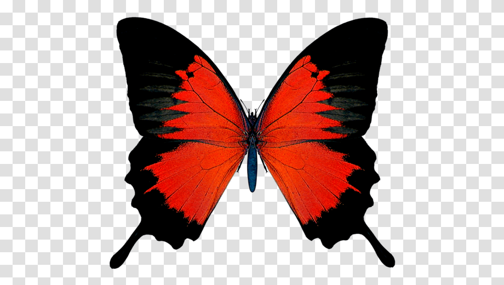 Butterfly Wings No Background, Insect, Invertebrate, Animal, Monarch Transparent Png