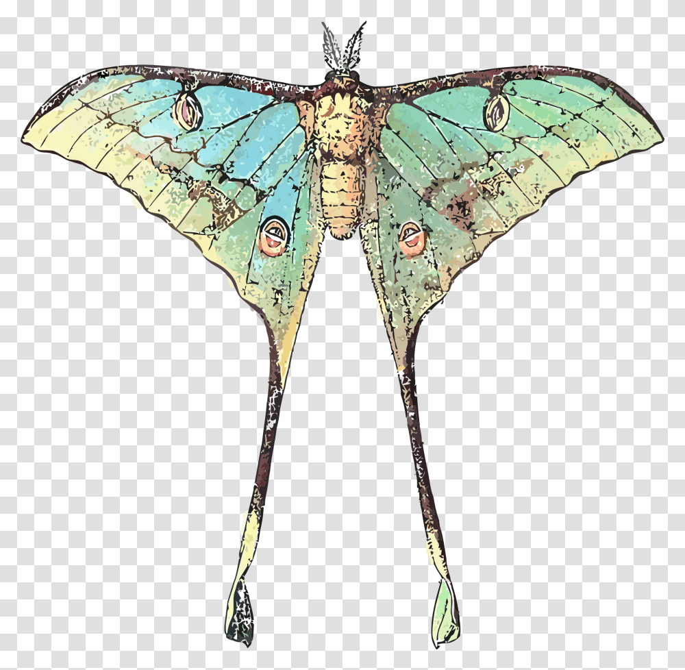 Butterfly With Long Wings, Insect, Invertebrate, Animal, Moth Transparent Png