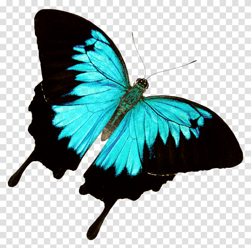Butterfly World Jungle Butterfly No Background, Insect, Invertebrate, Animal, Monarch Transparent Png
