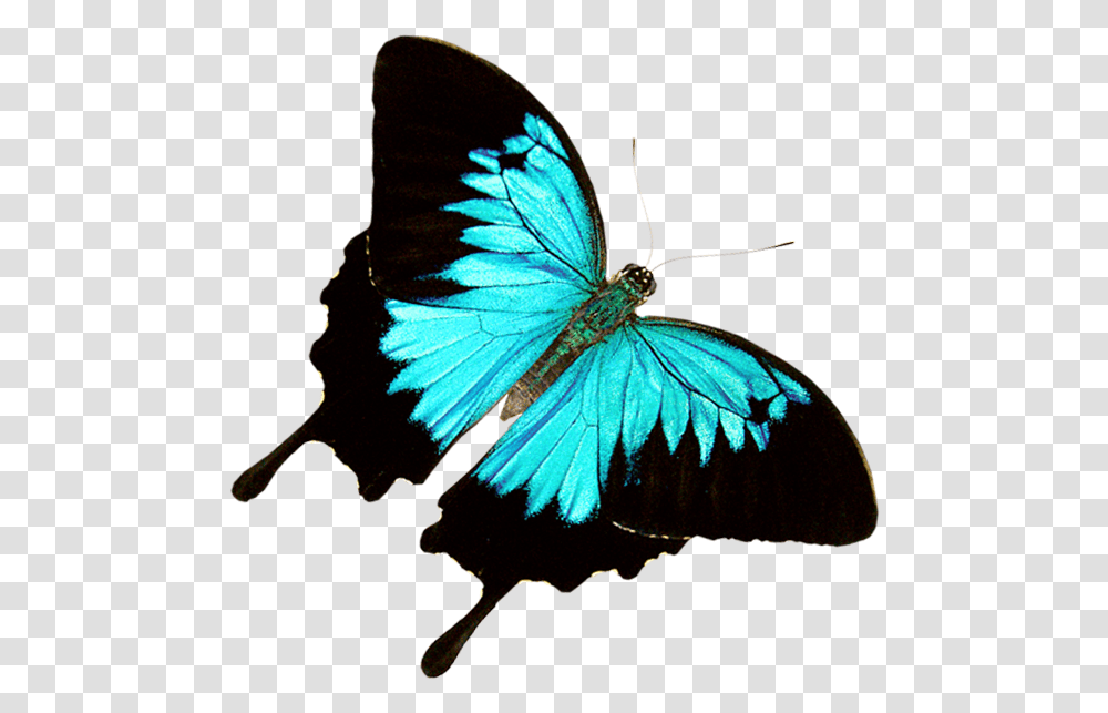Butterfly World - Where 20000 Exotic Butterflies And Birds Exotic Butterfly, Insect, Invertebrate, Animal, Pattern Transparent Png
