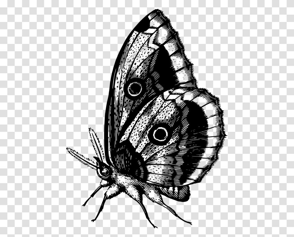 Butterflyflymoth Colour Butterfly, Gray, World Of Warcraft Transparent Png