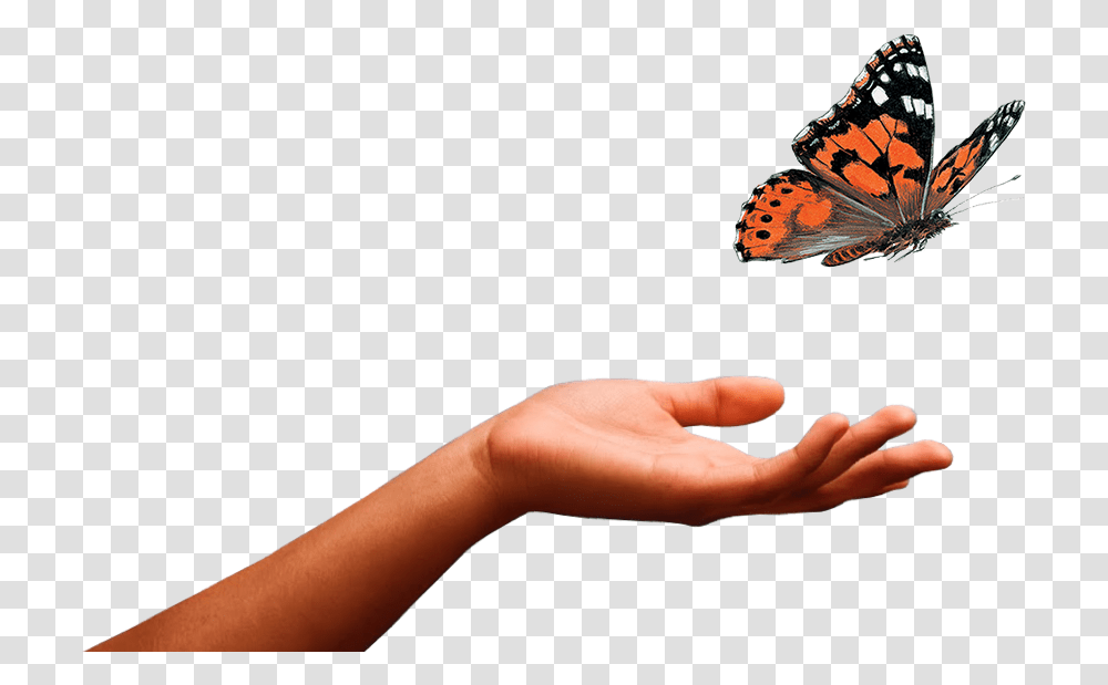 Butterflys Butterfly Released From Hand, Person, Human, Insect, Invertebrate Transparent Png