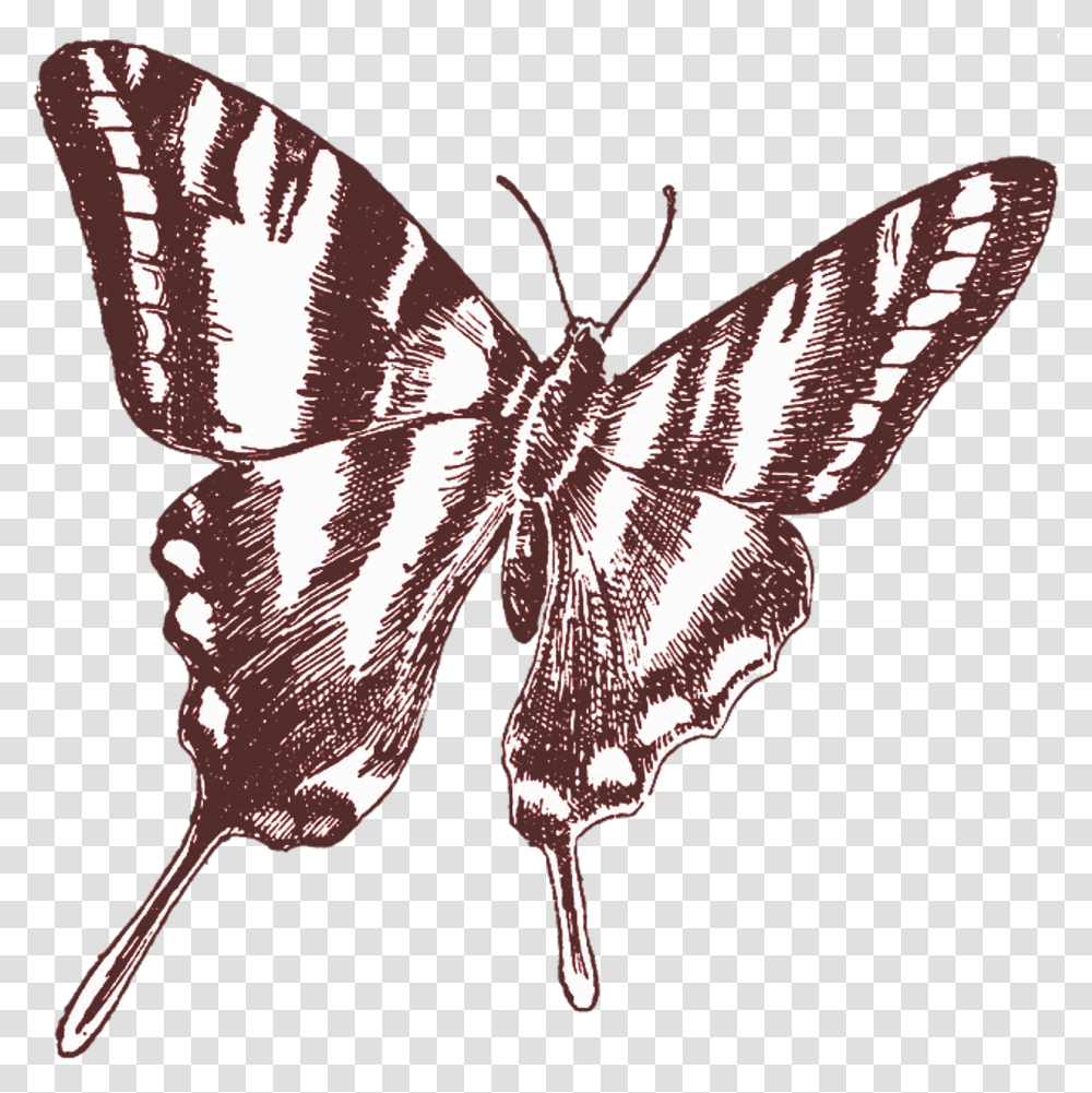 Butterflyvintagedrawingtransparentbackground Free Butterfly Line Art, Insect, Invertebrate, Animal, Moth Transparent Png
