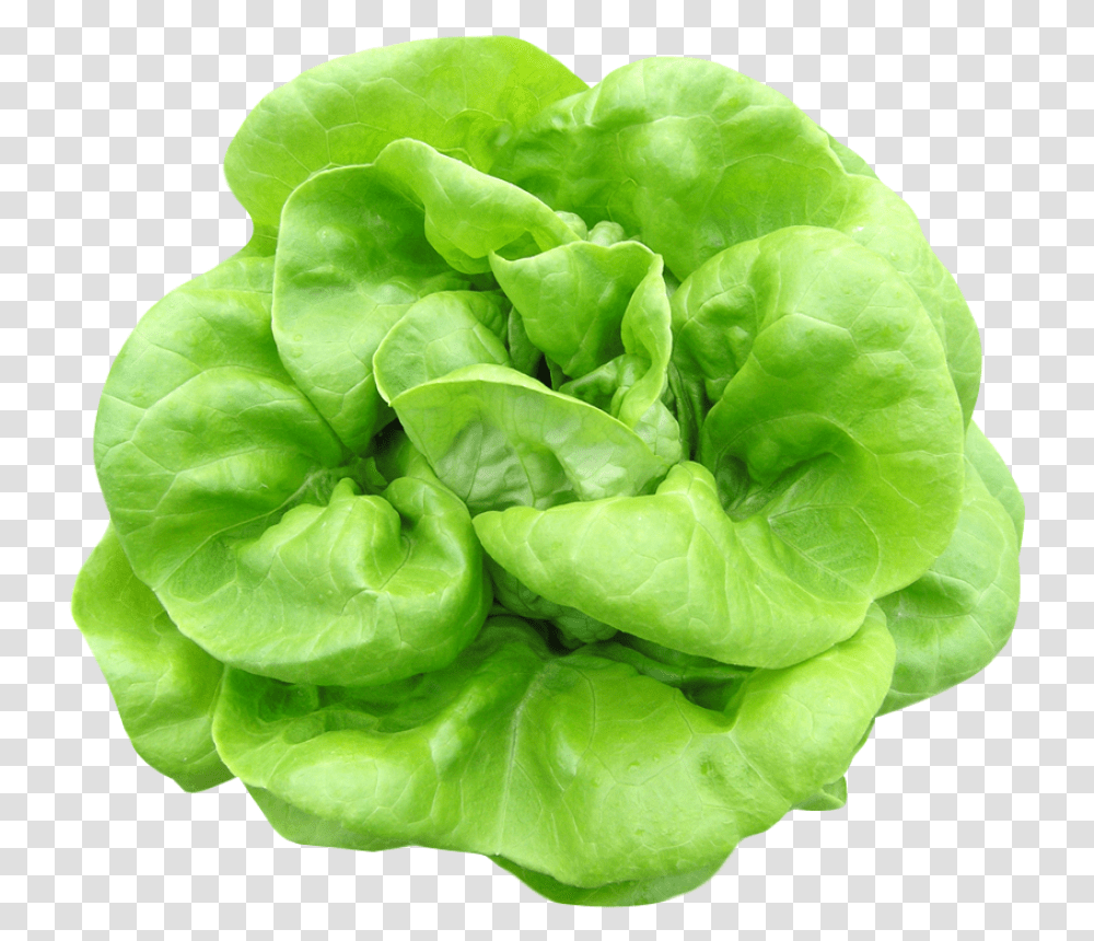Butterhead Lettuce Image Spinach, Plant, Vegetable, Food, Rose Transparent Png