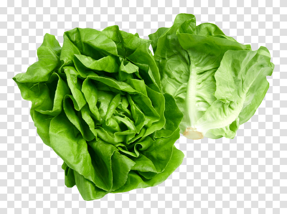 Butterhead Lettuce Image, Vegetable, Plant, Food, Cabbage Transparent Png