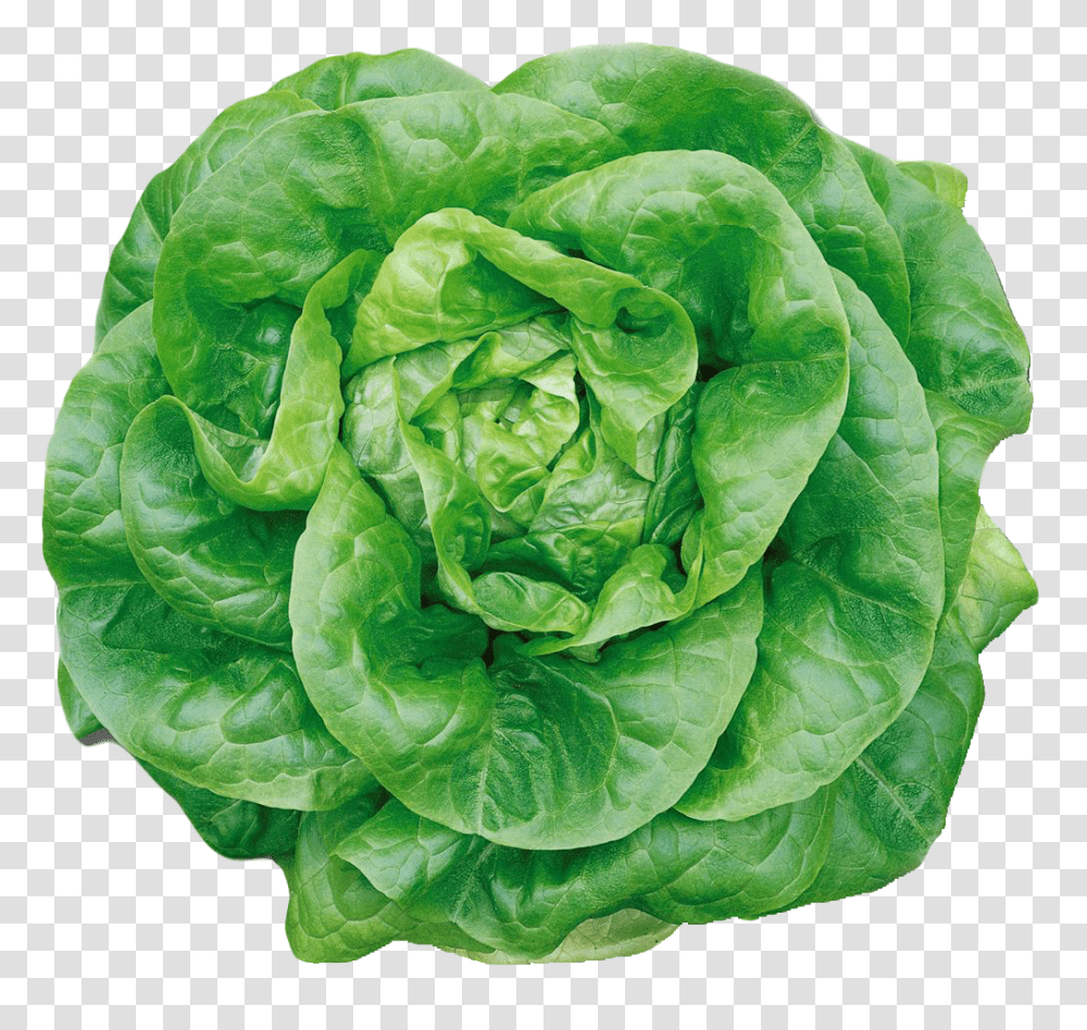 Butterhead Lettuce Image, Vegetable, Plant, Food, Rose Transparent Png