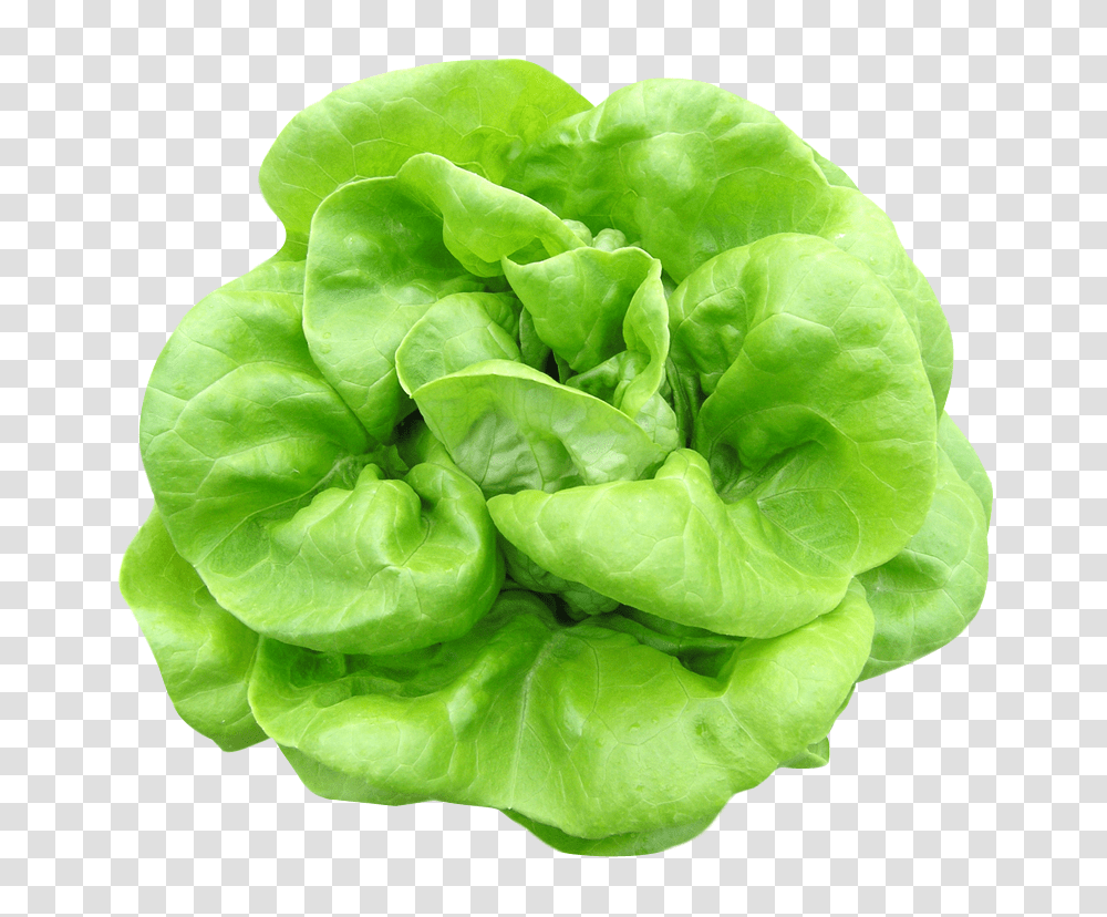 Butterhead Lettuce Image, Vegetable, Plant, Food Transparent Png