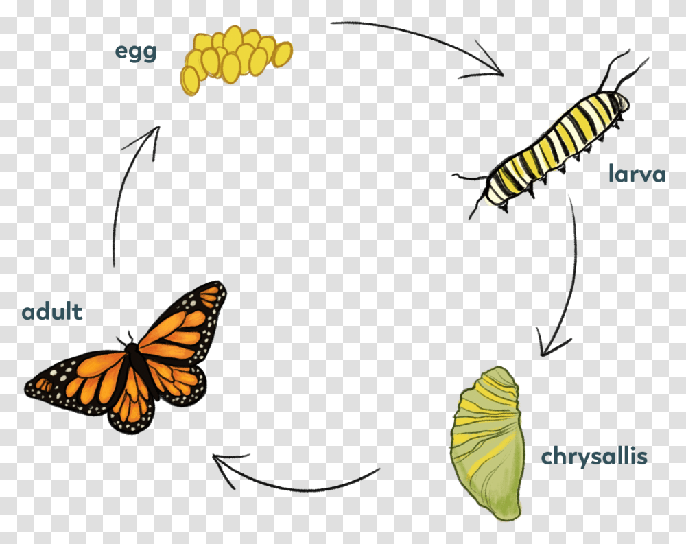 Butterrly Cycle Monarch Butterfly, Insect, Invertebrate, Animal Transparent Png