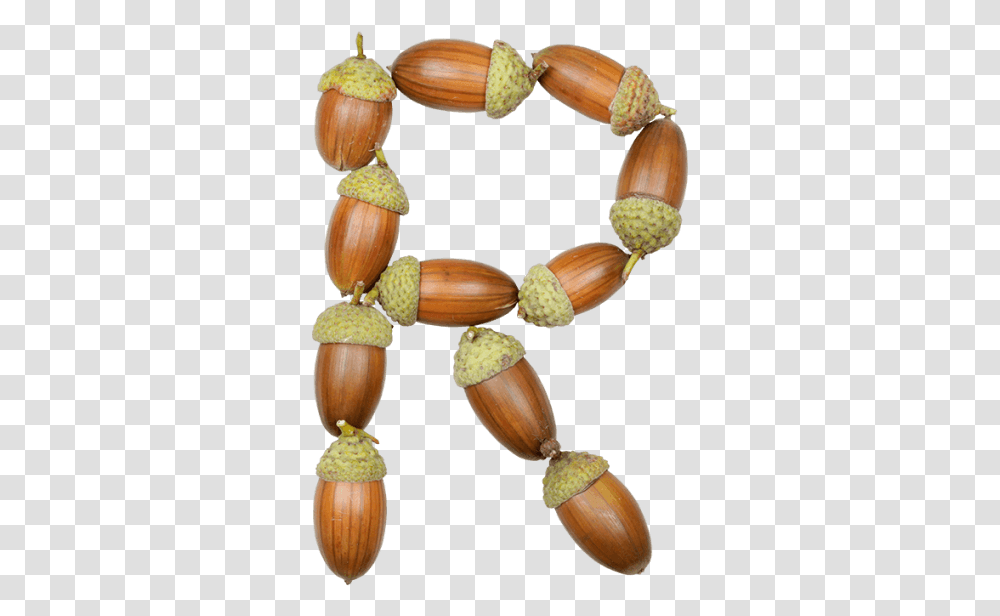 Buy Acorn Font To Grow Design Dreams Into Mighty Reality Necklace, Plant, Nut, Vegetable, Food Transparent Png