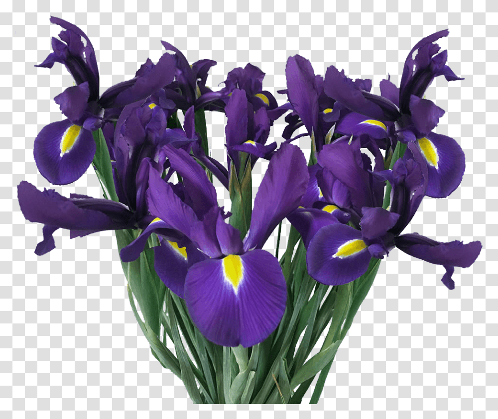 Buy Blue Iris Flowers Online Fresh Cut Flowers Orris Root, Plant, Blossom, Purple, Petal Transparent Png