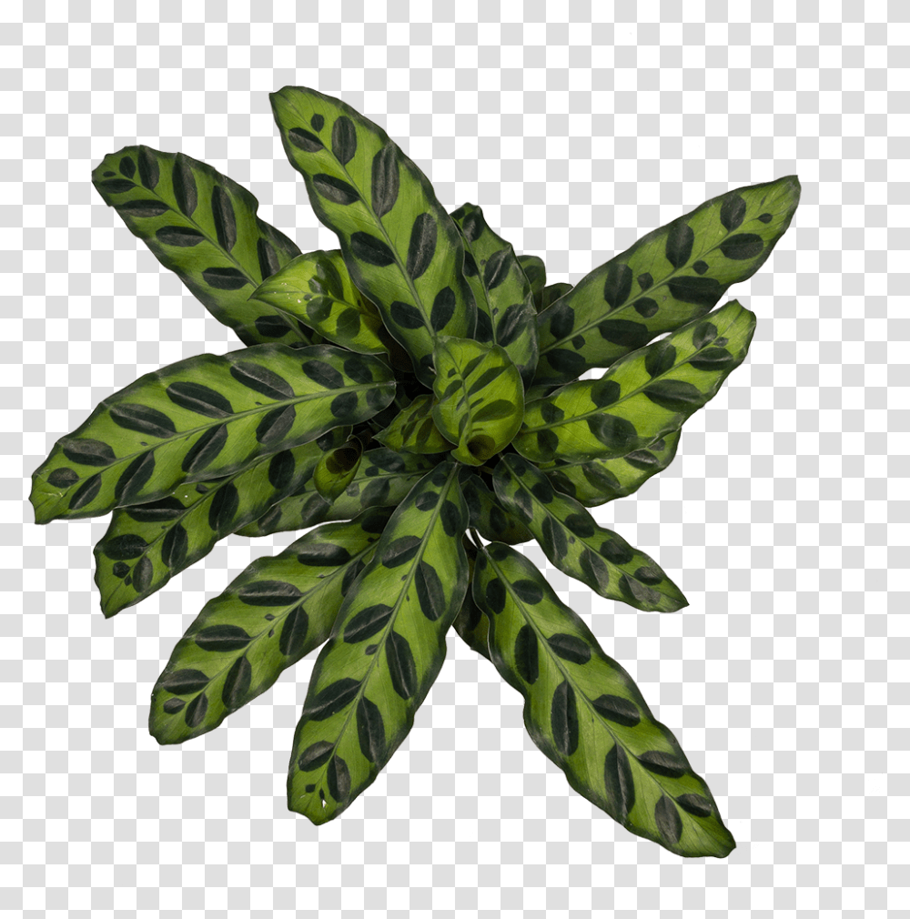 Buy Calathea Rattlesnake Direct From The Greenhouse Palm Tree, Leaf, Plant, Lizard, Reptile Transparent Png