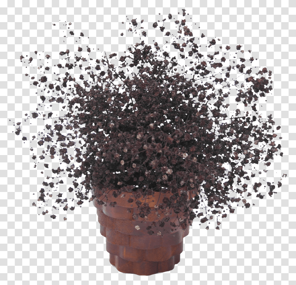 Buy Coffee Babys Breath Cheap Online Tree, Crystal, Soil, Rug, Mineral Transparent Png