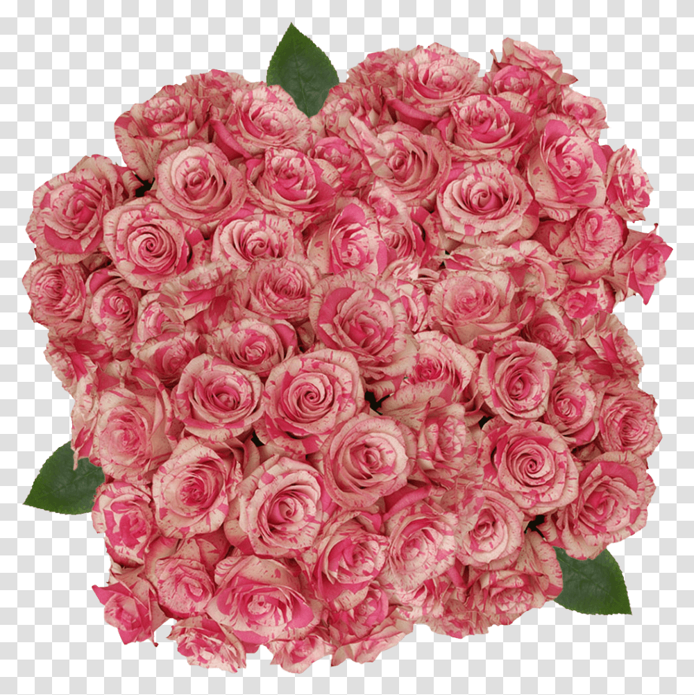 Buy Cream And Dark Pink Magic Times Roses Flowers Online Floribunda, Floral Design, Pattern Transparent Png