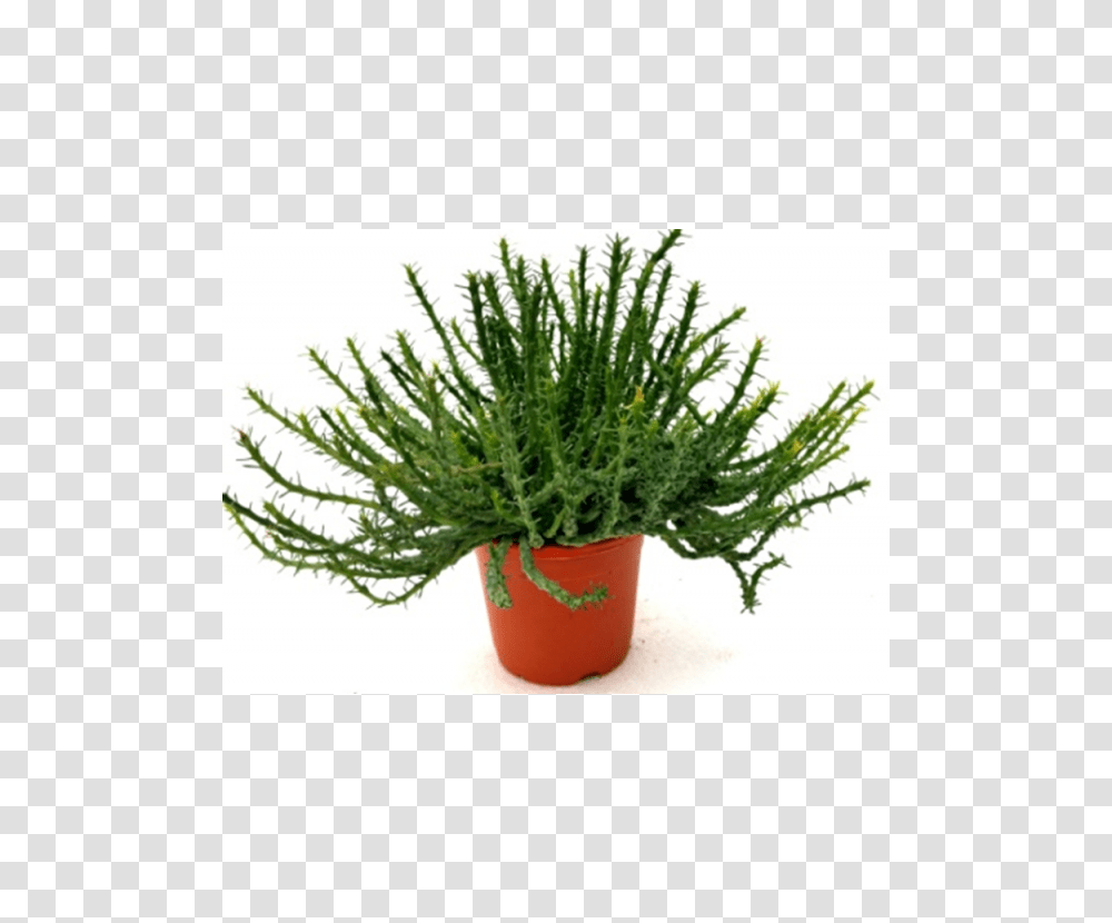 Buy Euphorbia Flanaganii Succulent Plant Online, Tree, Conifer, Green, Yew Transparent Png