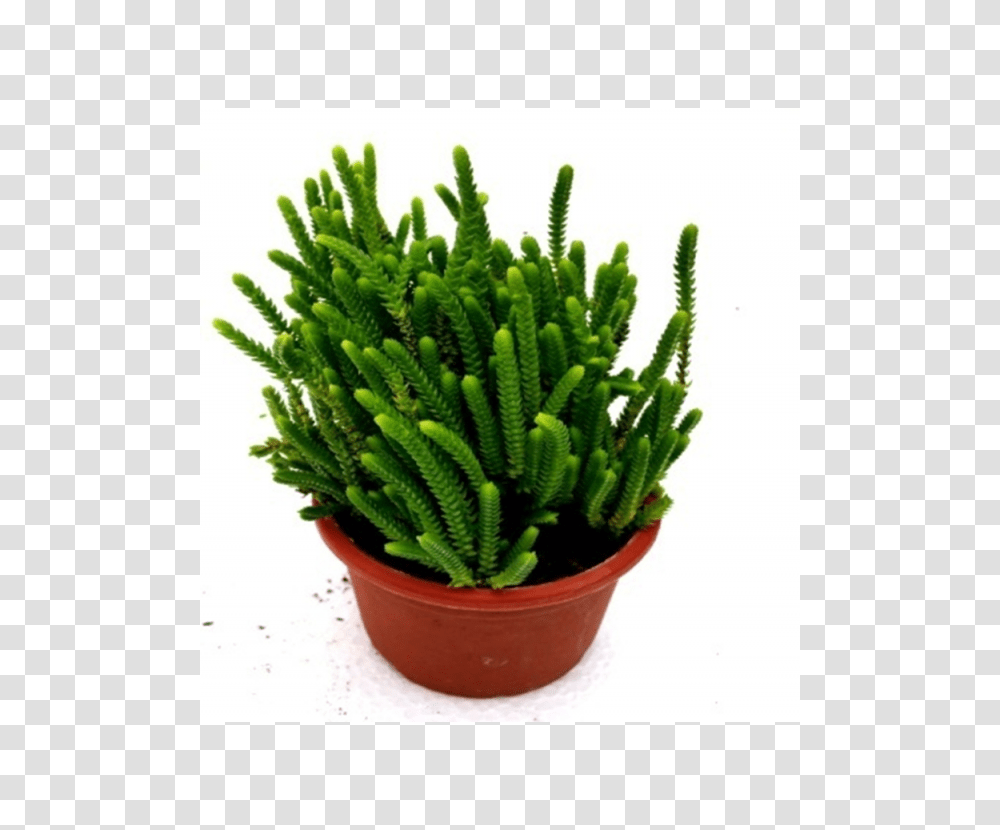 Buy Giant Watch Chain Succulent Plant Online, Moss, Grass, Green, Leaf Transparent Png