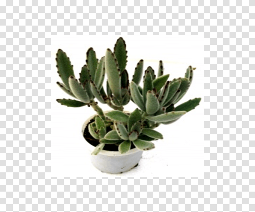 Buy Kalanchoe Tomentosa Succulent Plant Online, Cactus, Aloe Transparent Png