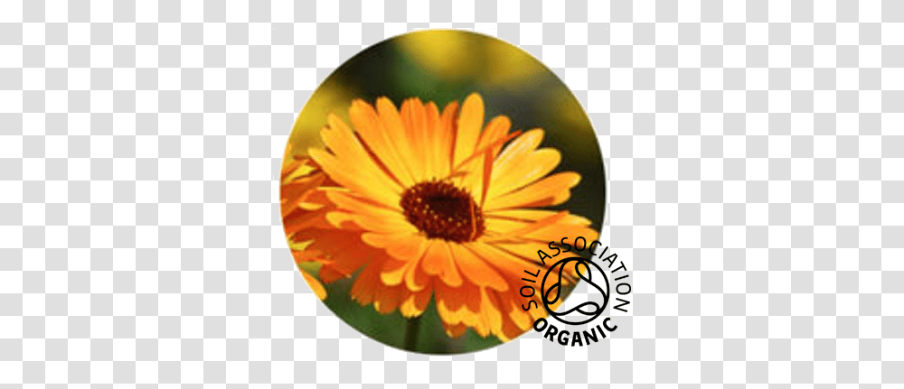 Buy Organic Calendula Flowers & Petals Aromantic Flowers For Healing, Plant, Daisy, Daisies, Blossom Transparent Png