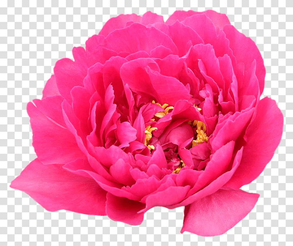 Buy Pink Peonies Common Peony, Flower, Plant, Blossom, Rose Transparent Png