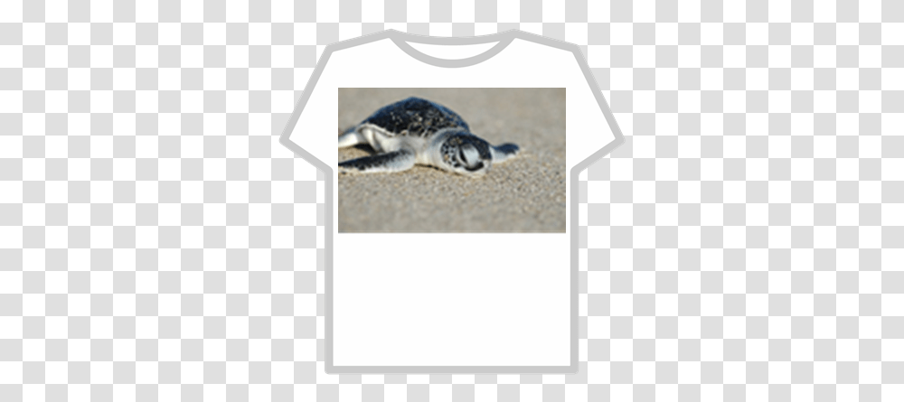 Buy This Cute Turtle For Good Lucc Roblox Aesthetic Free Roblox Clothes, Reptile, Animal, Sea Turtle, Sea Life Transparent Png