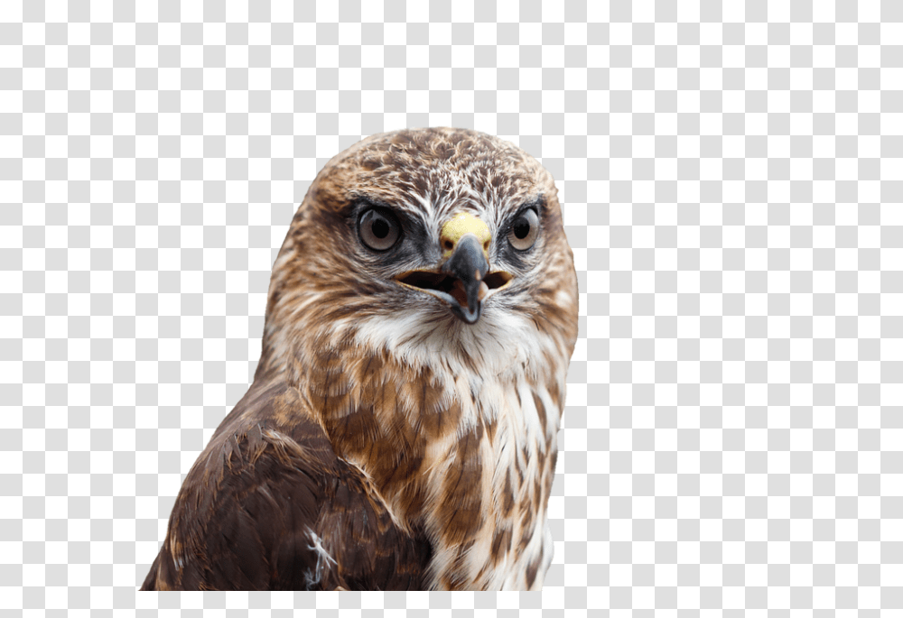 Buzzard 960, Animals, Hawk, Bird, Chicken Transparent Png