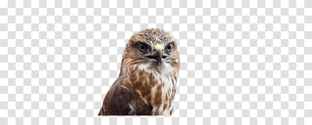 Buzzard Nature, Hawk, Bird, Animal Transparent Png