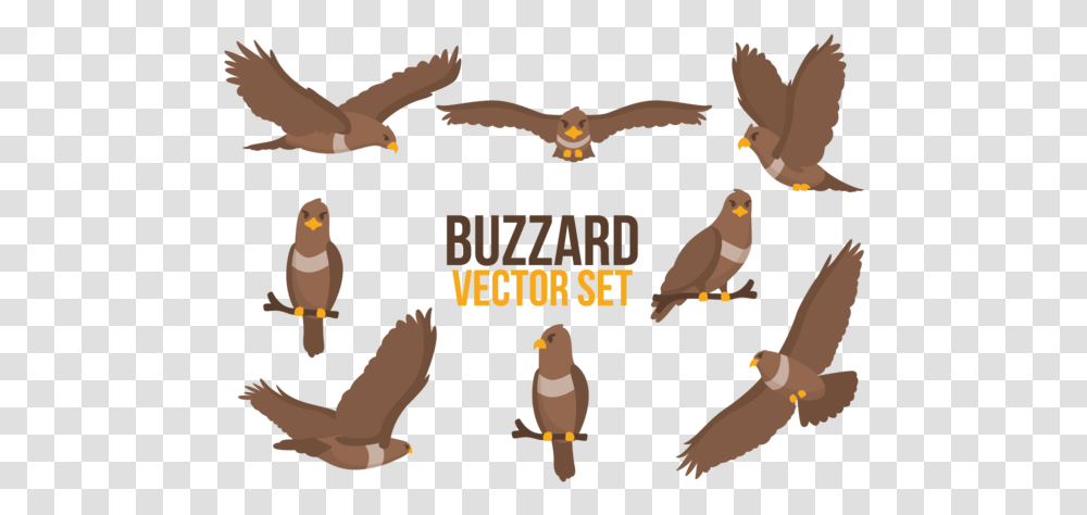Buzzard Cartoons Vector Golden Eagle, Animal, Bird, Poster, Kite Bird Transparent Png