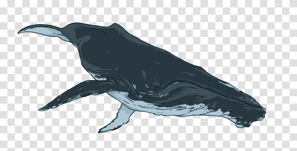 By Donating To Oceanswell You Are Helping Us Humpback Whale, Shark, Sea Life, Fish, Animal Transparent Png