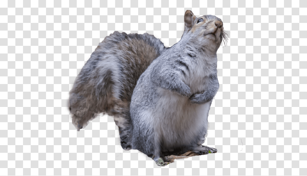 By Karen Burke On Angry Squirrel, Mammal, Animal, Rodent, Cat Transparent Png