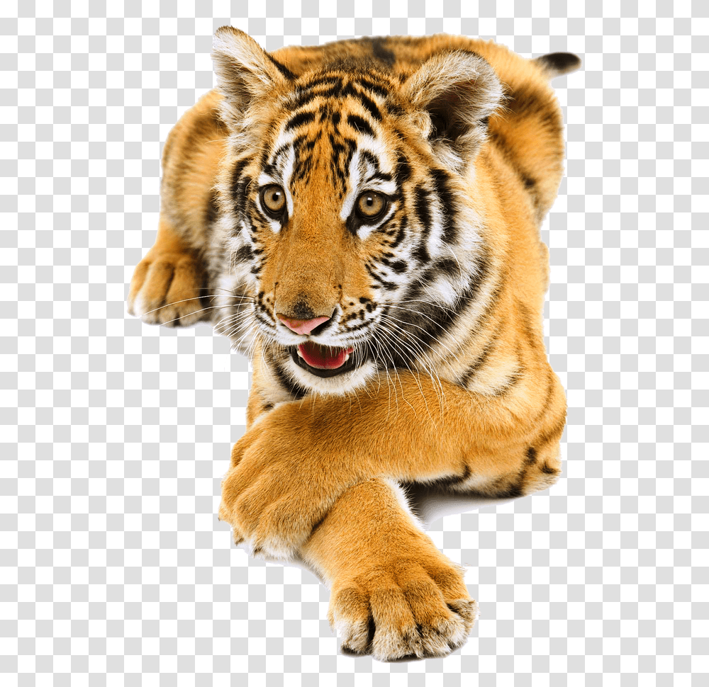 By Lg Design On, Tiger, Wildlife, Mammal, Animal Transparent Png