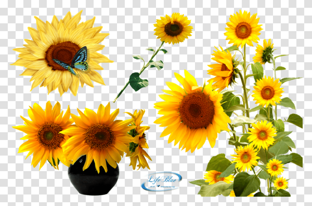 By Lifeblue Sun Flower Plant, Blossom, Sunflower, Daisy, Daisies Transparent Png