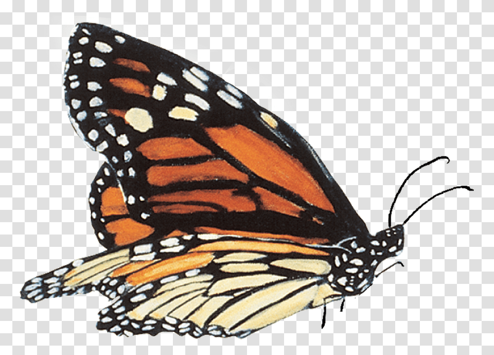 By Monarch School Mariposas Reales, Butterfly, Insect, Invertebrate, Animal Transparent Png