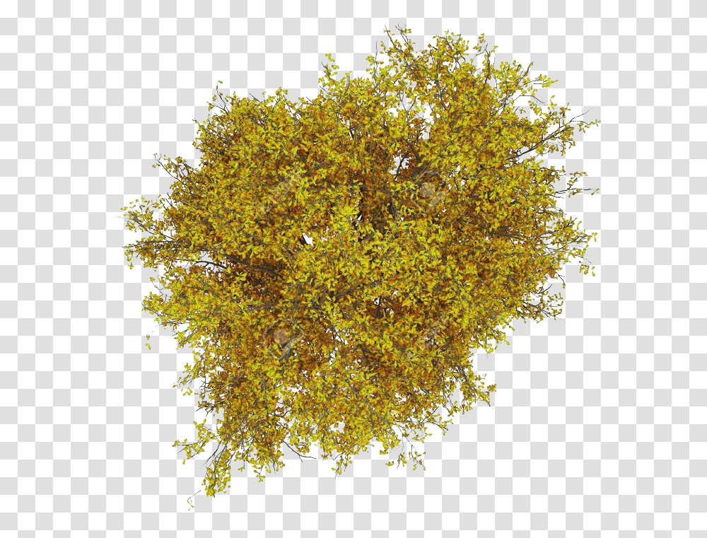 By Trees Plan For Photoshop, Maple, Plant, Leaf, Flower Transparent Png