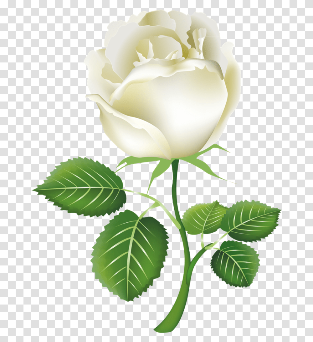 Белые розы вектор