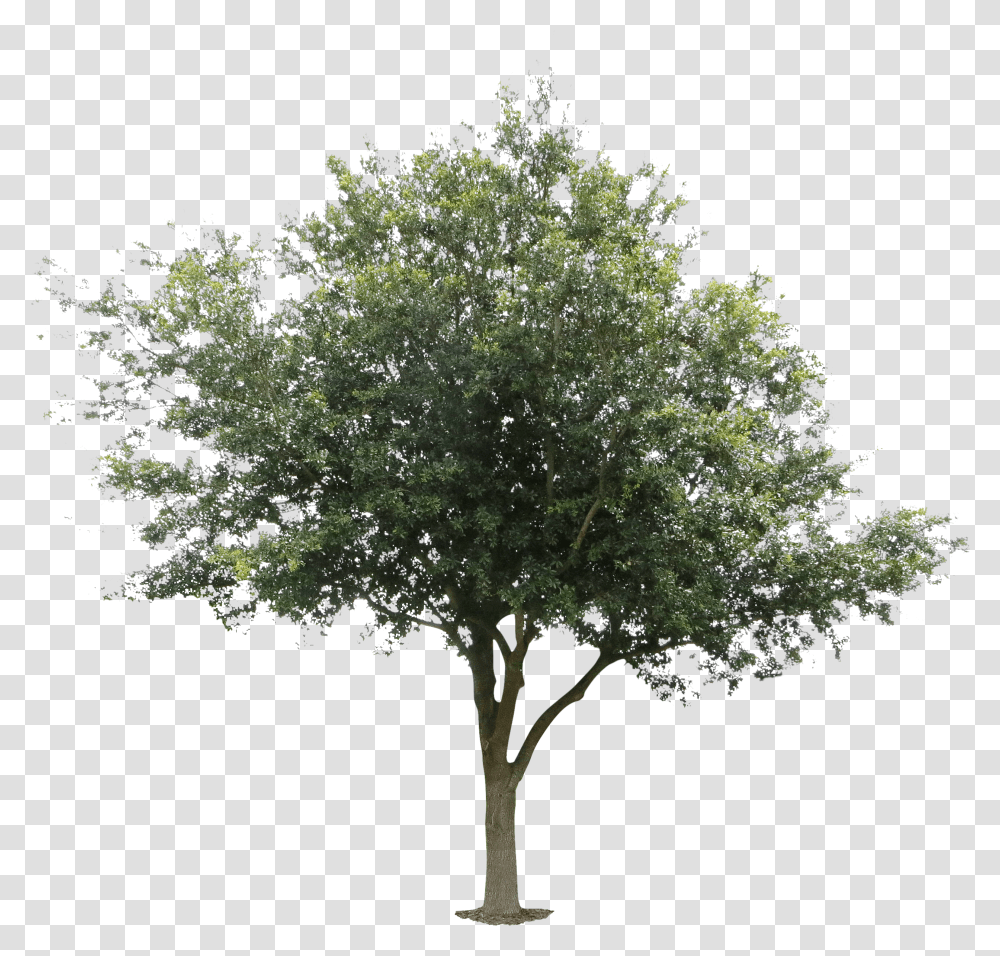 C 4288642577 808 Kbytes For Mobile Oak Leaves Tree Front View Transparent Png