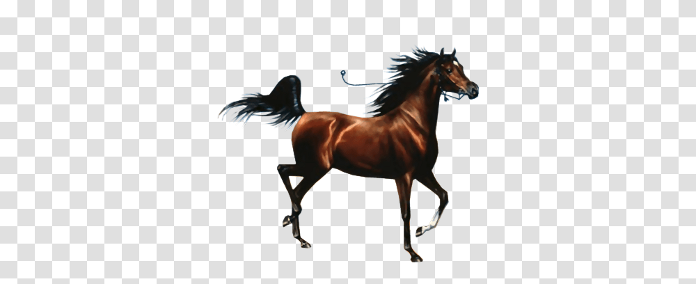 Caballo 2 Image Love Horses, Mammal, Animal, Colt Horse, Stallion Transparent Png