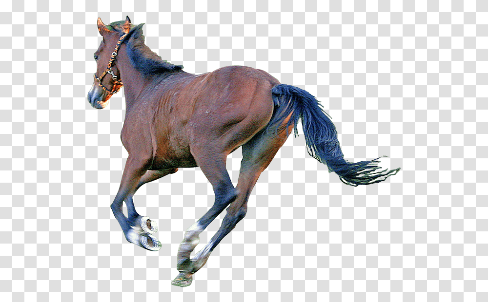 Caballo Sorrel, Horse, Mammal, Animal, Colt Horse Transparent Png