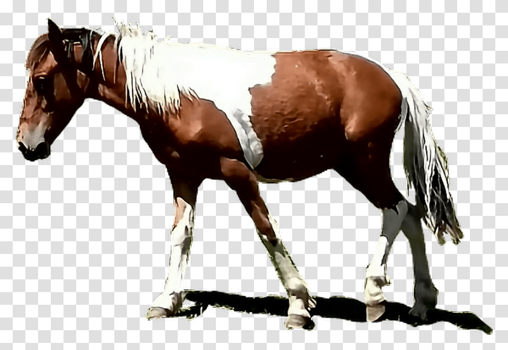 Caballo Sticker Sorrel, Horse, Mammal, Animal, Colt Horse Transparent Png