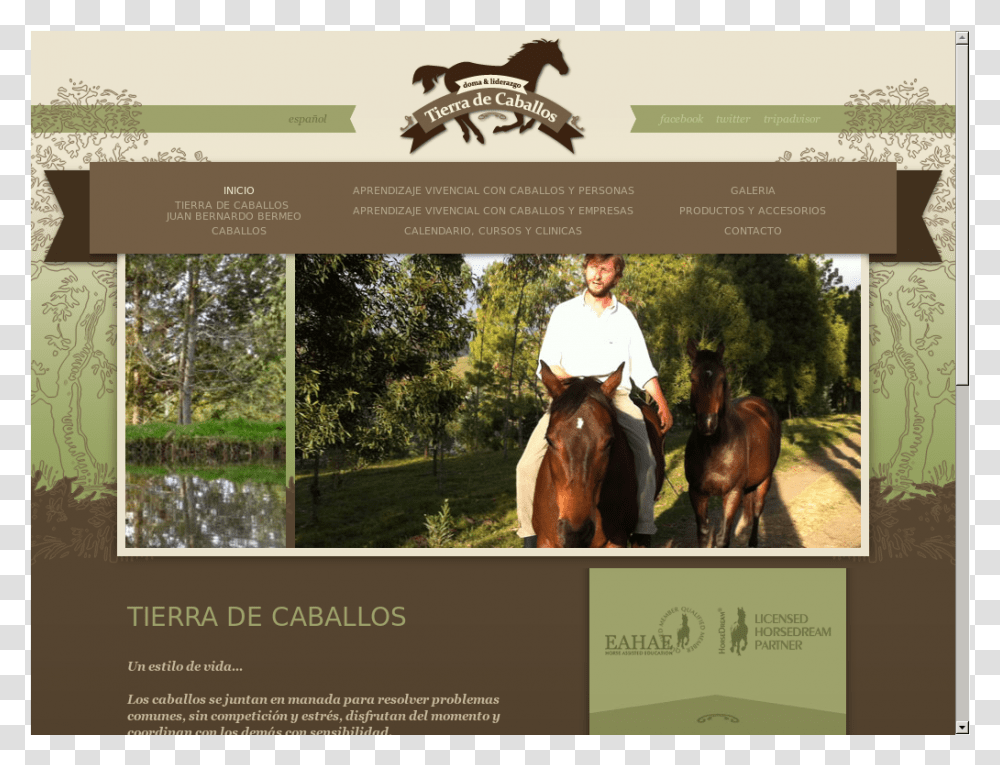 Caballos, Person, Horse, Mammal, Animal Transparent Png